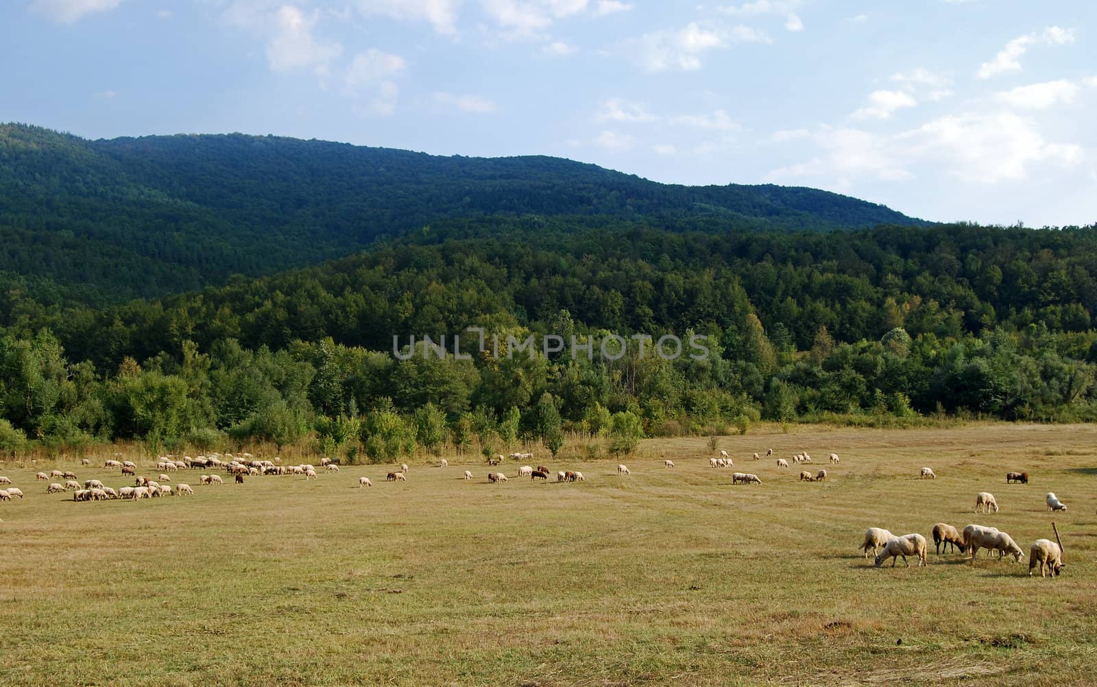 Landscape countryside, meadows,forest,hills,sky,sheep