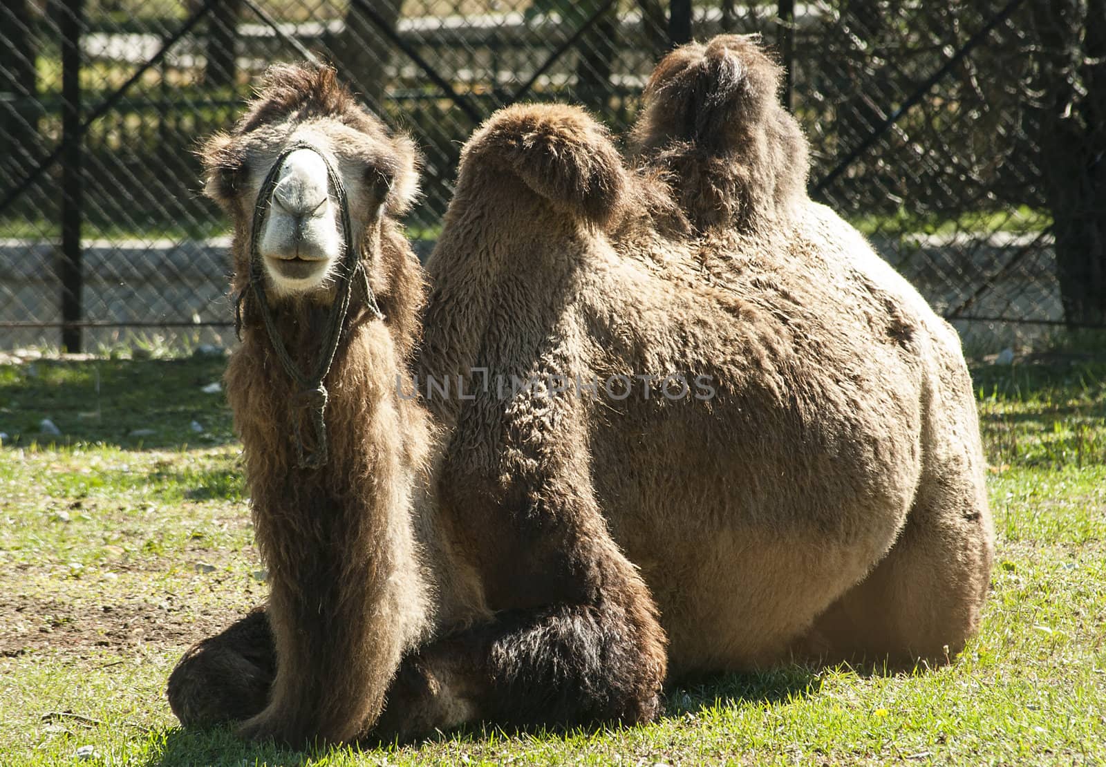 Bactrial camel abed on grass closeup full face in zoo