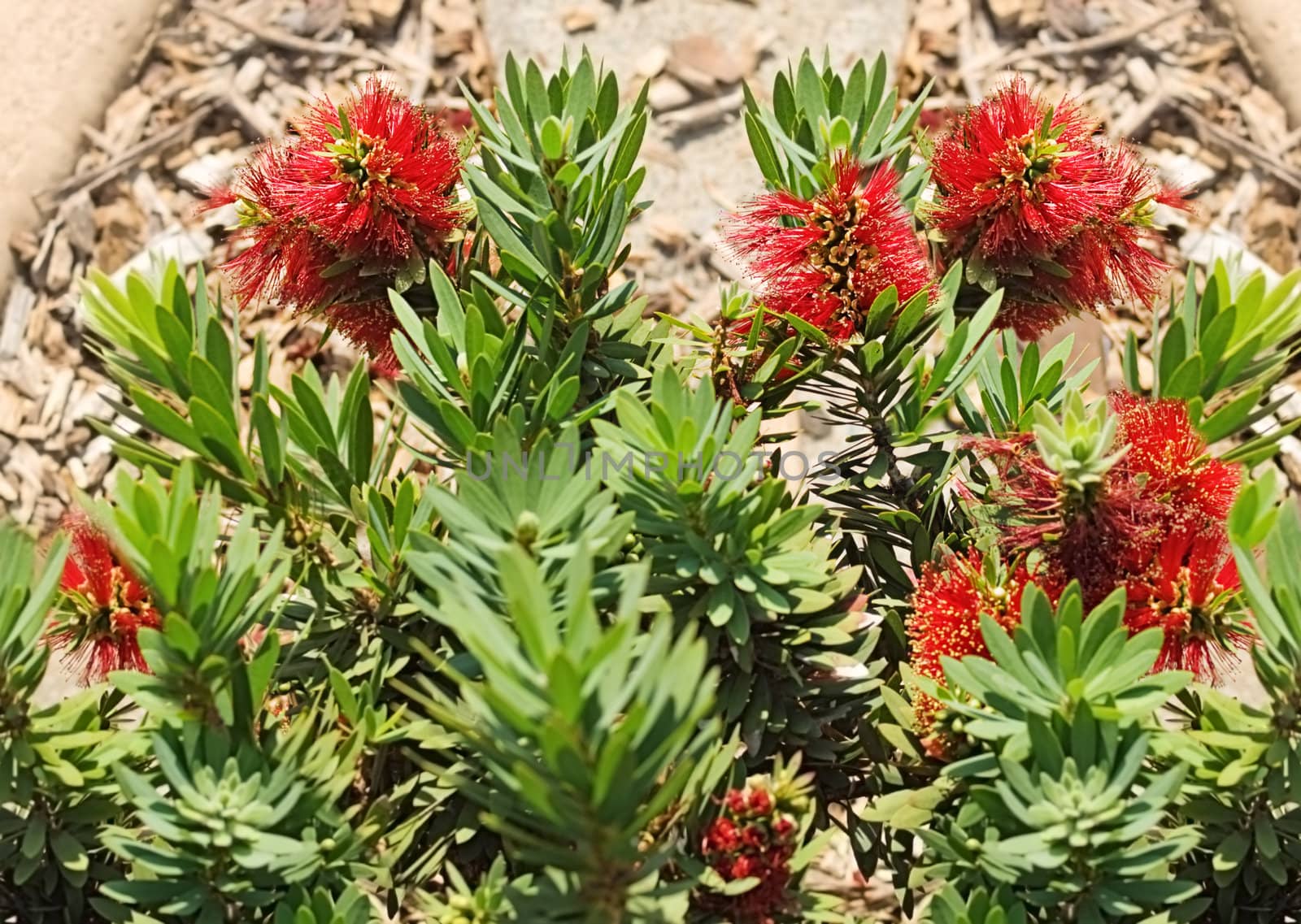 Australian native flower red callistemon little john with green foliage