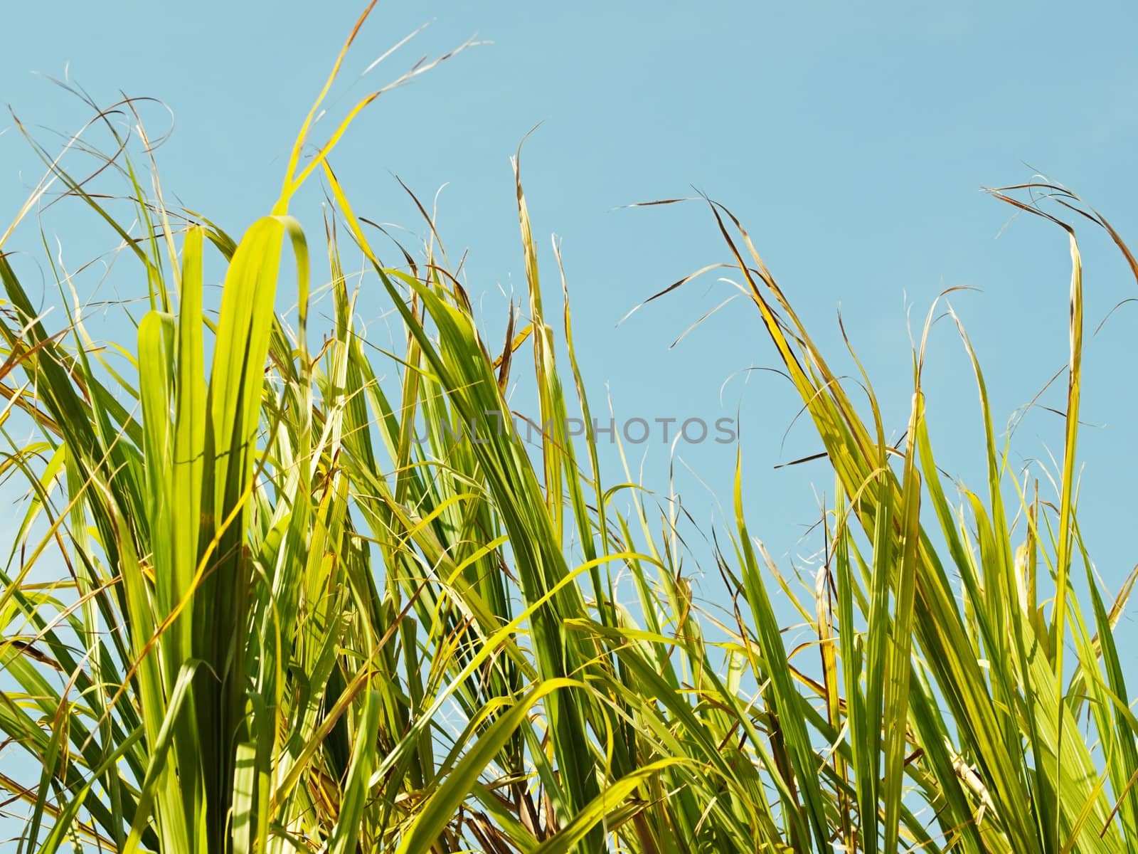 Grass sugar cane tops against blue sky by sherj