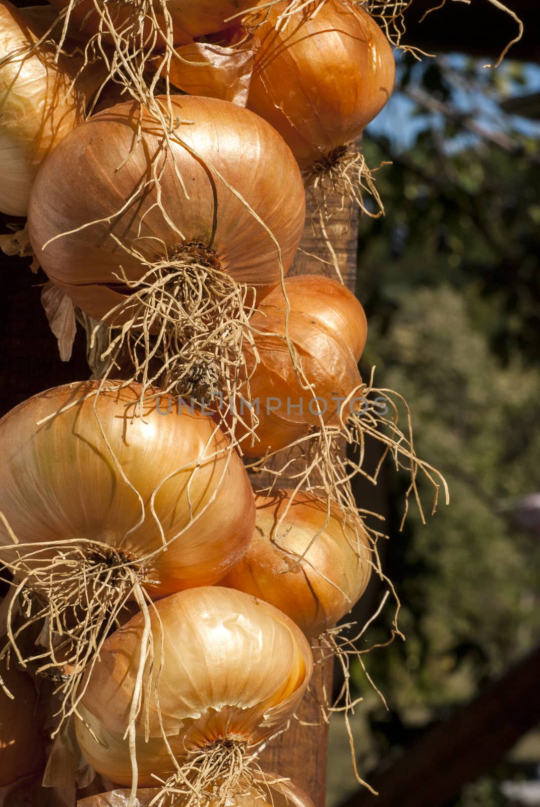 Organic onion bunch for drying closeup as background