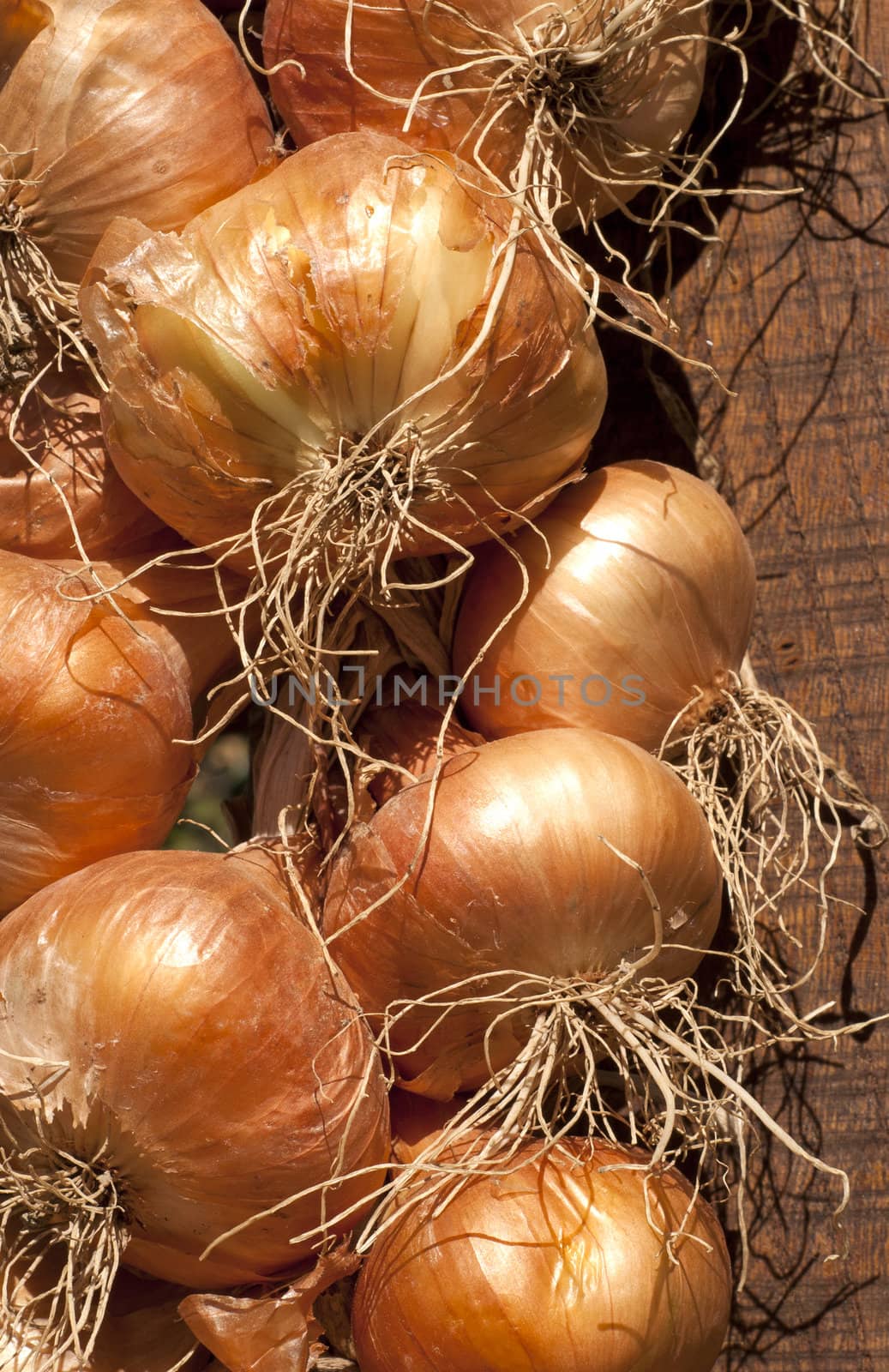 Organic onion bunch for drying closeup as background