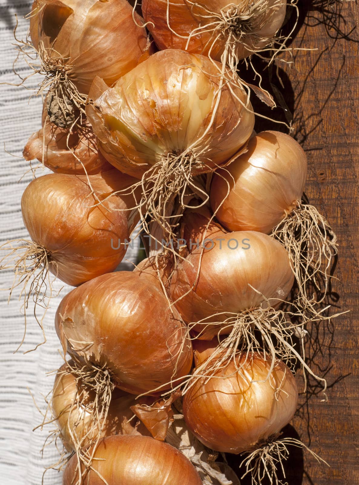 Organic onion bunch for drying closeup as background