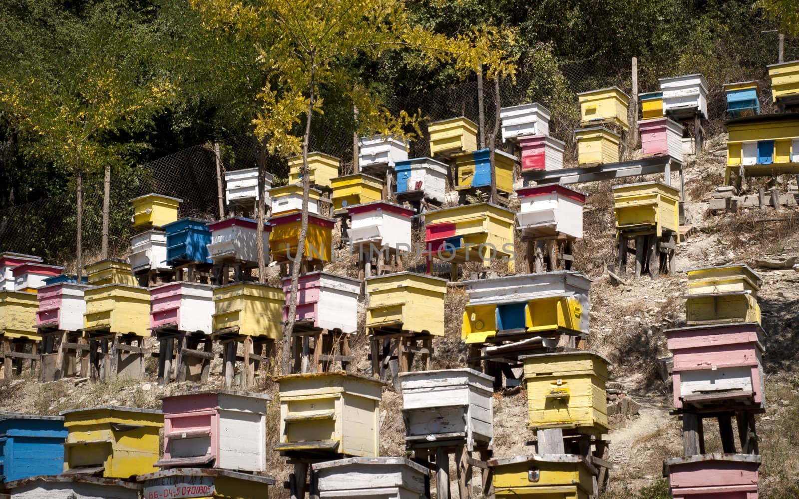 Traditional wooden colored beehives on mountain forest slope