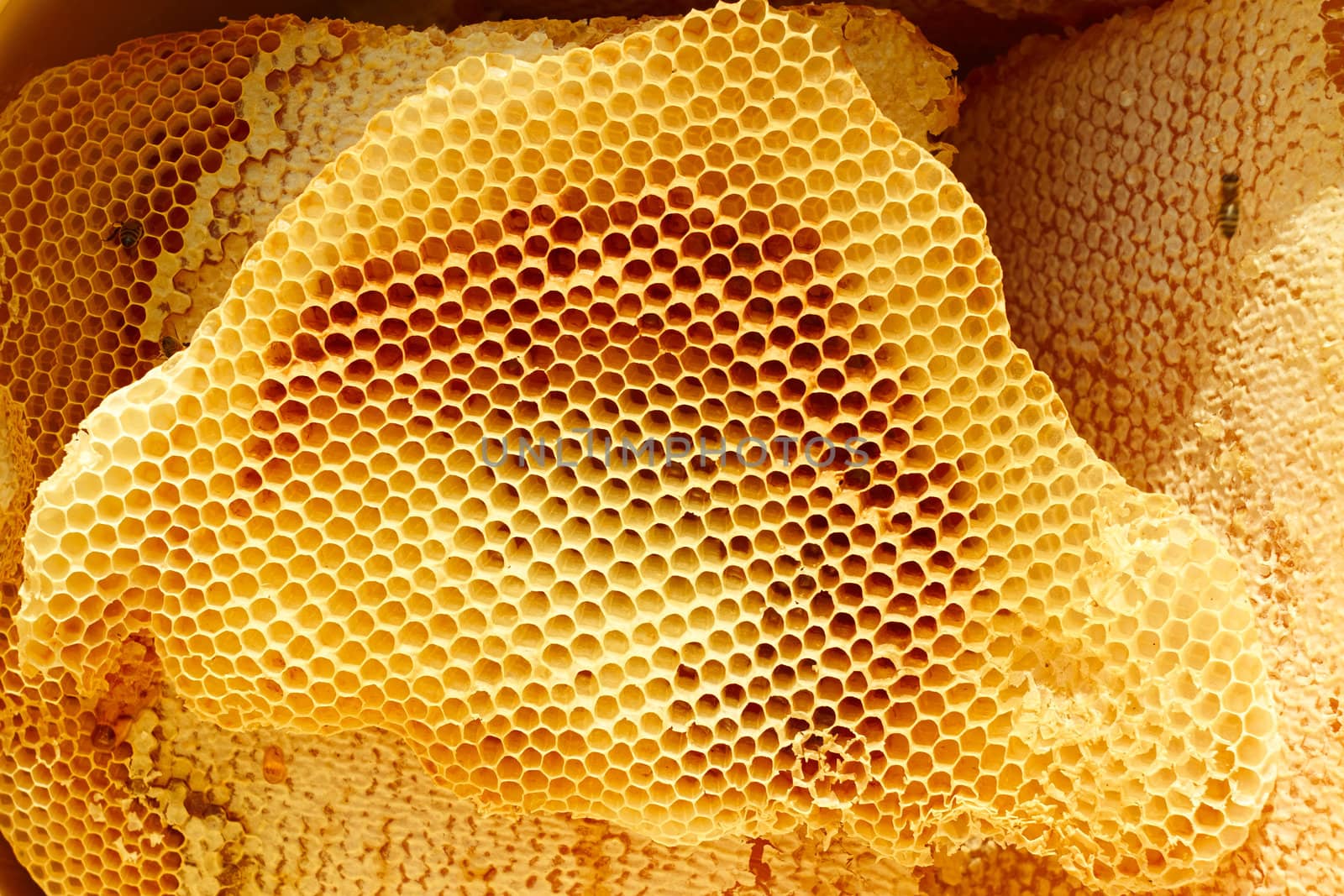 Honeycomb pieces in bright sunlight by qiiip