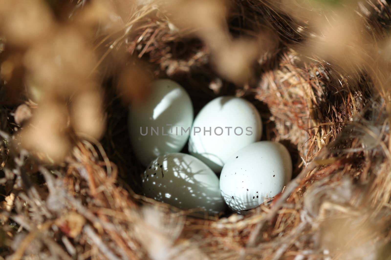 Close up shot of four birds eggs in a nest.