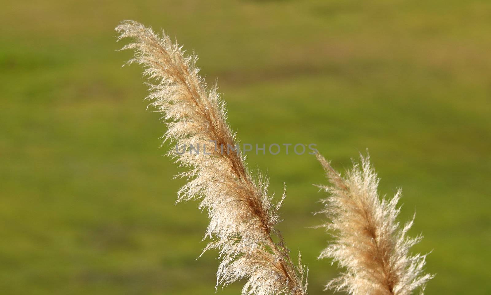 Close up of pampas grass with a green blurred background