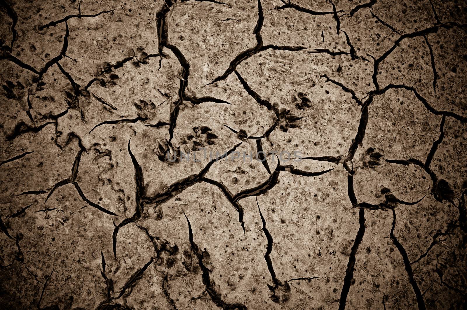 Detail of wolf tracks in dry mud