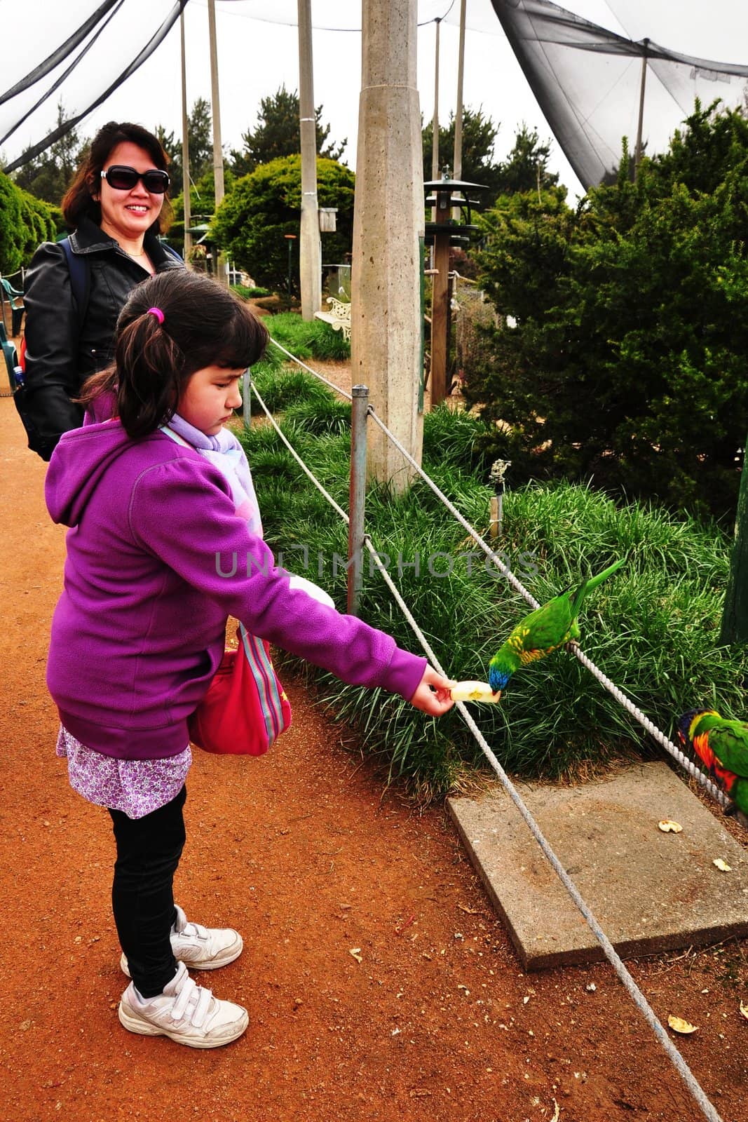 the little girl was feeding the parrots in canberra aviary walk in 