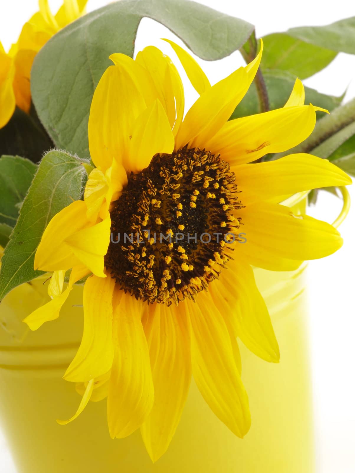 Sunflower in Yellow Bucket by zhekos
