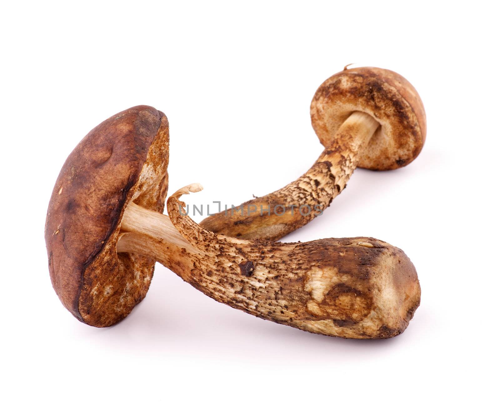 Two Raw Mushrooms Brown Cap Boletus isolated on white background