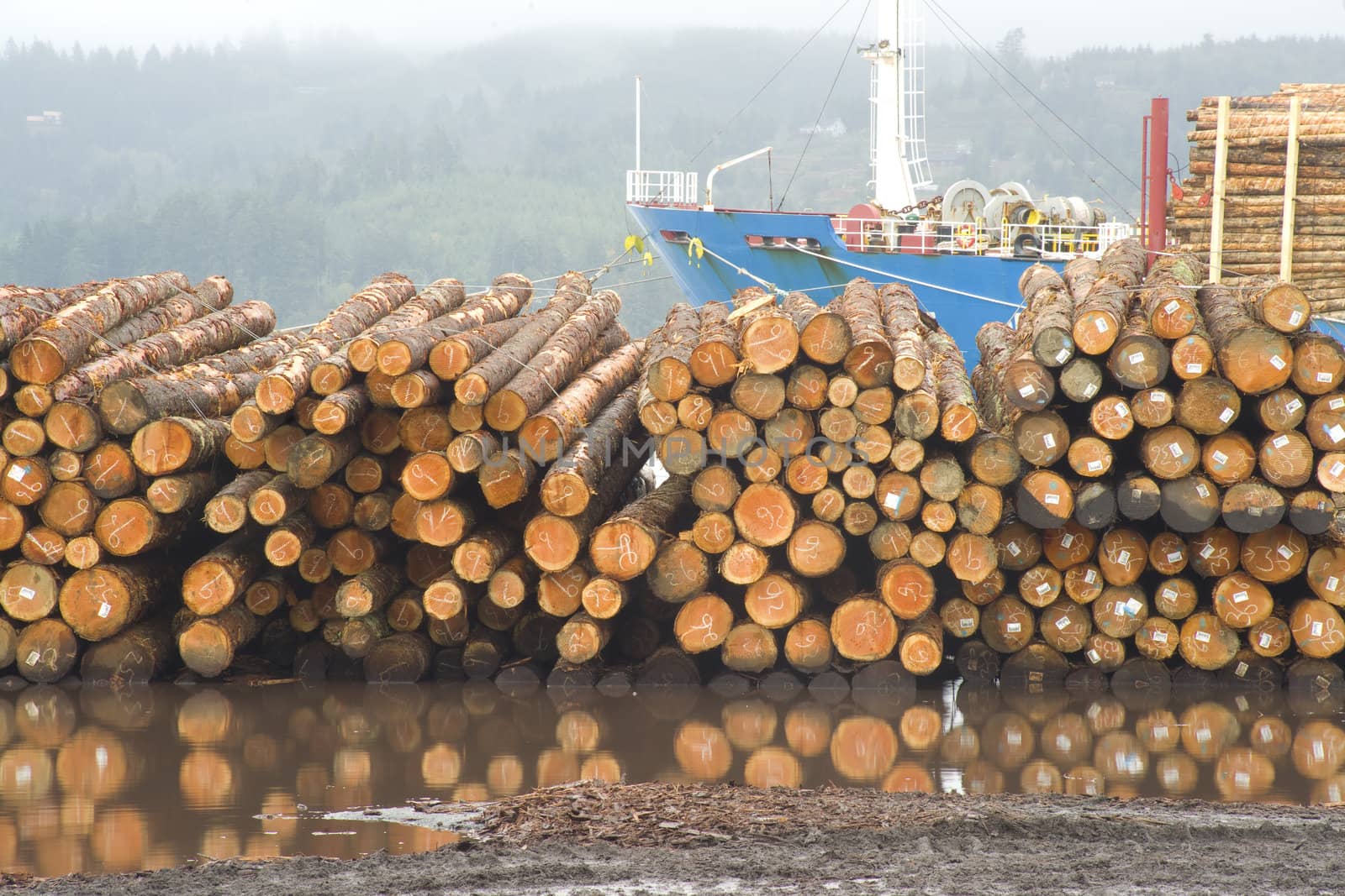 Logs laying waiting to be loaded onto s transport ship