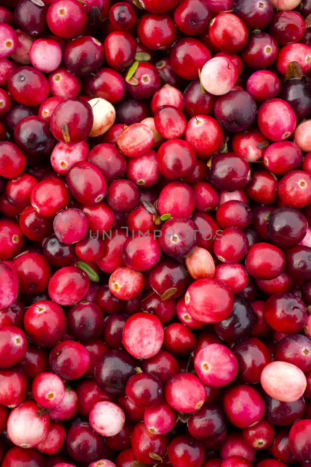 Cranberries by ChrisBoswell
