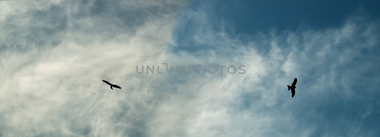 Wedge tail eagle silhouettes soar over blue cloudy sky background