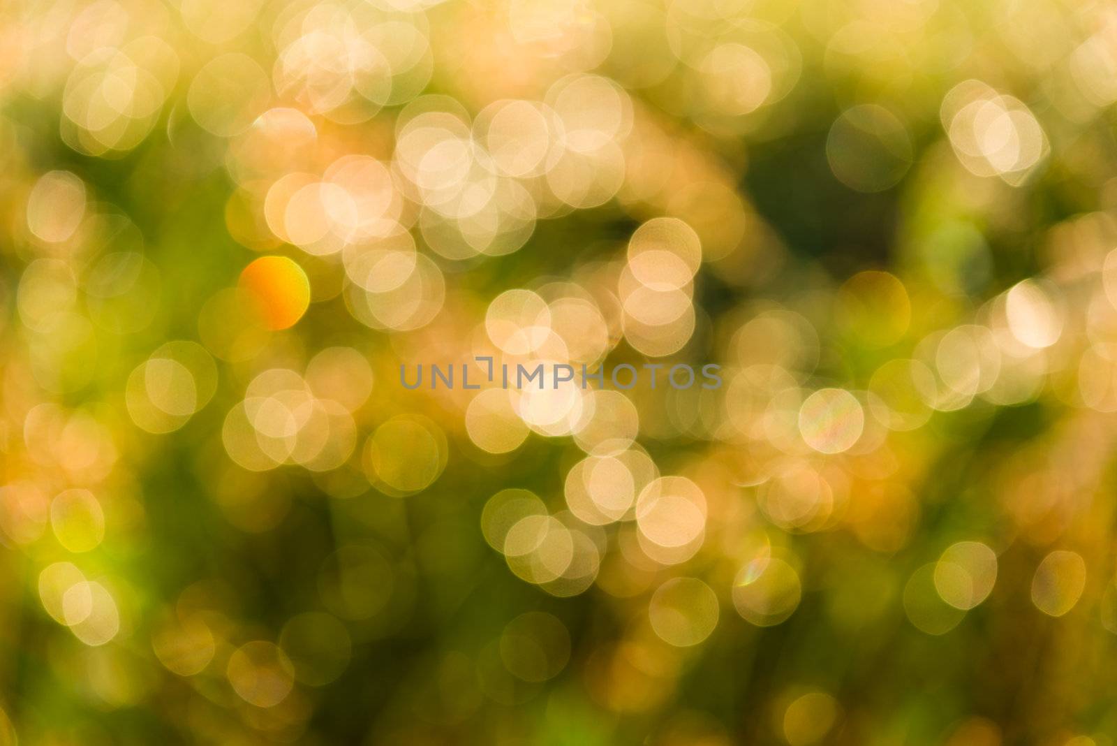 Bokeh of Drops of water on the grass in morning time