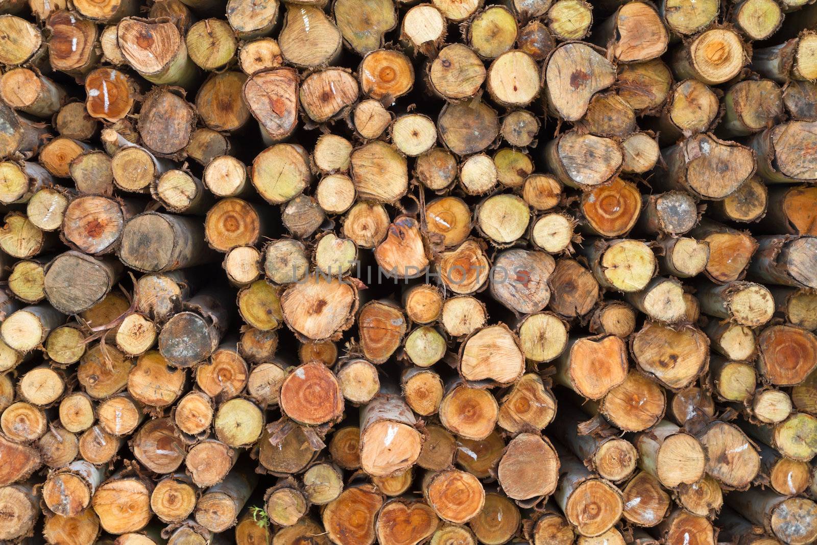 Cross section of pine Logs can use as background