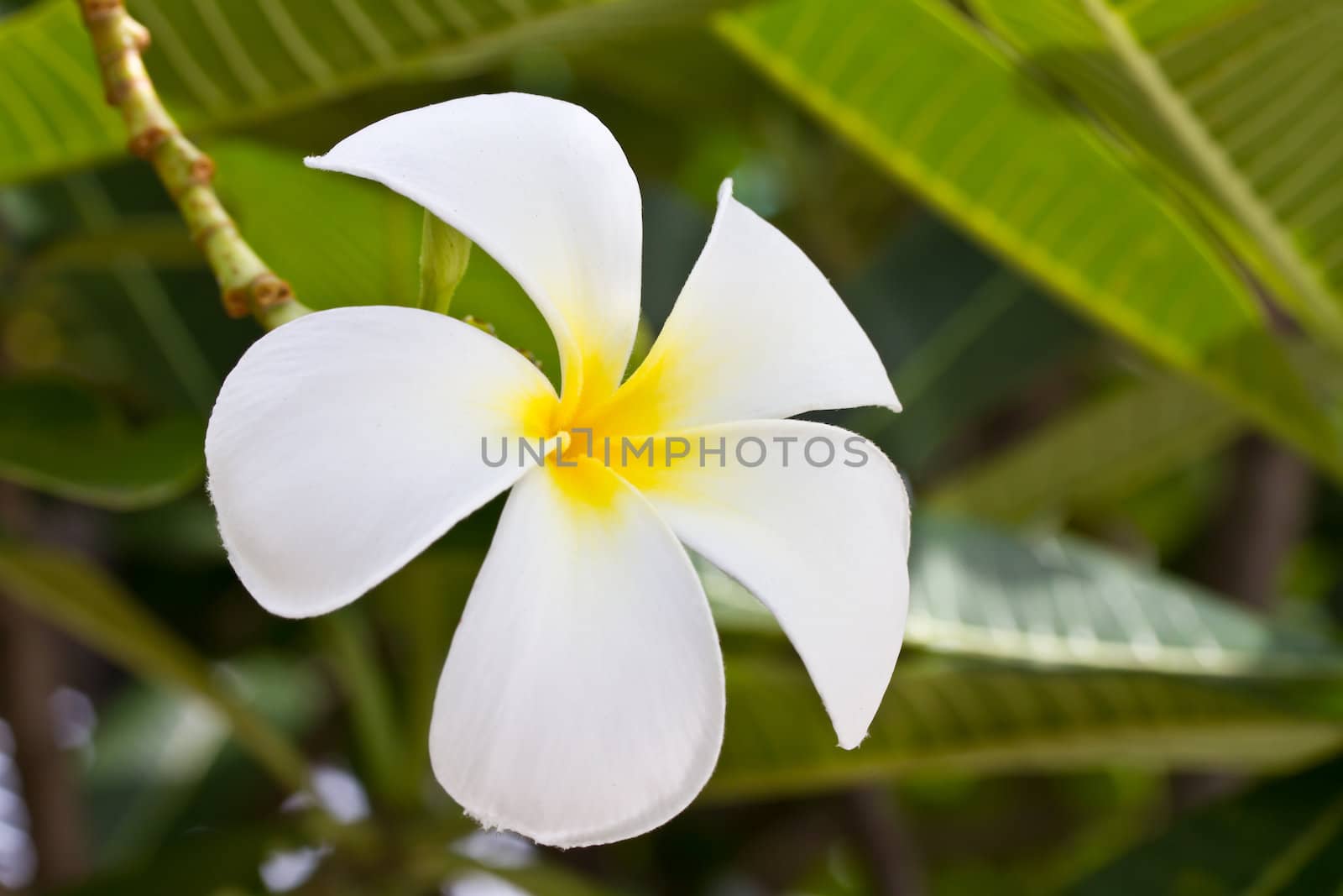 White plumeria flower on tree