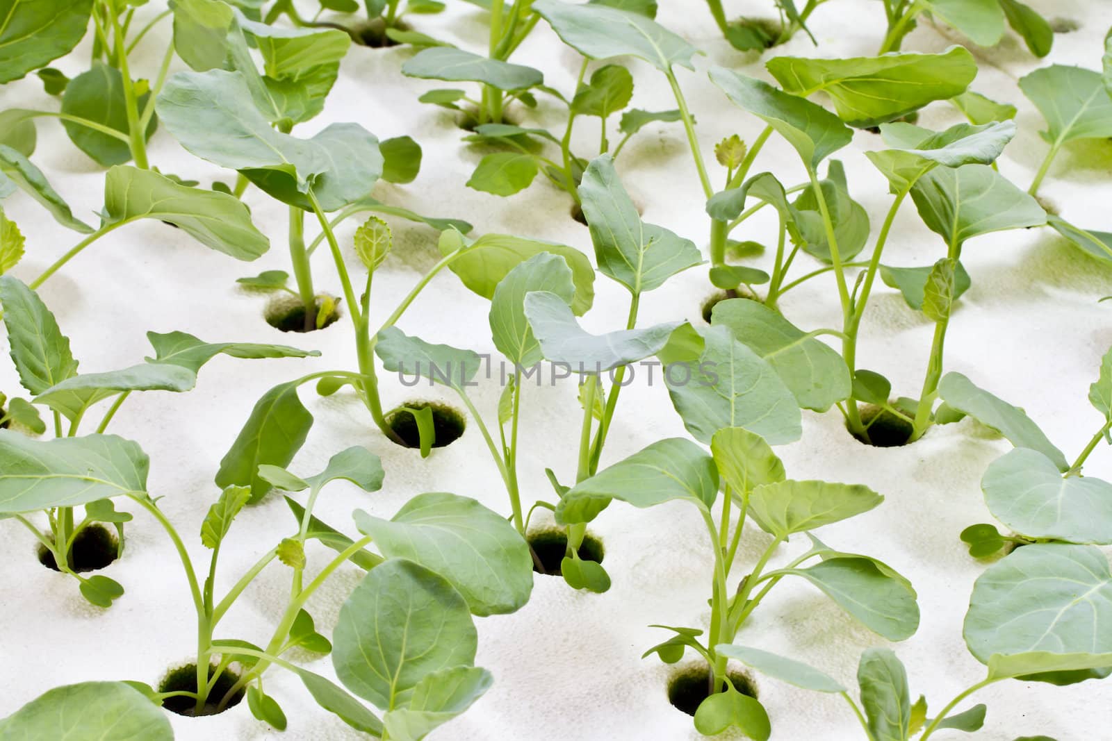 Hydroponics Vegetable, the future nutrition