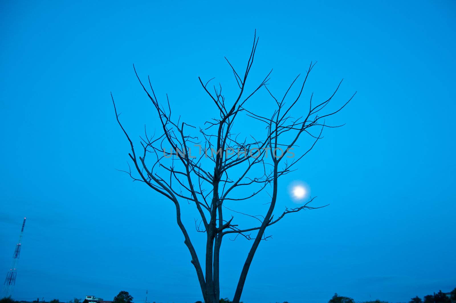 silhouette of died tree  in the morning