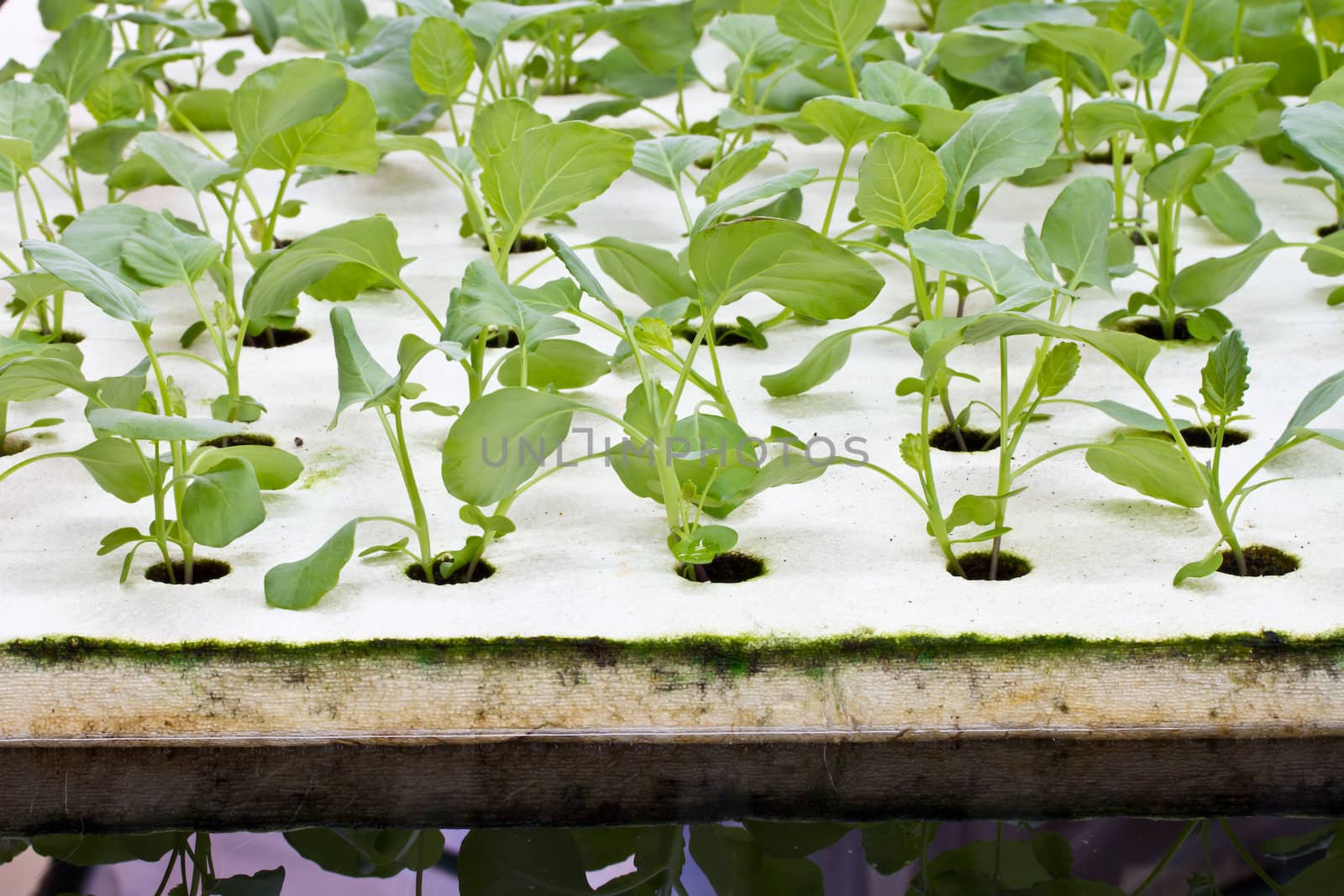 Hydroponics Vegetable, the future nutrition