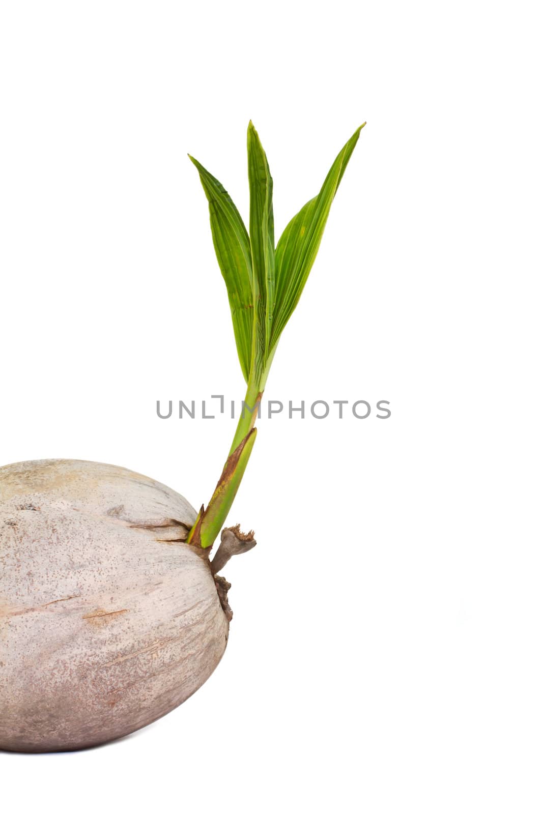 Sprout of coconut tree isolated on white background