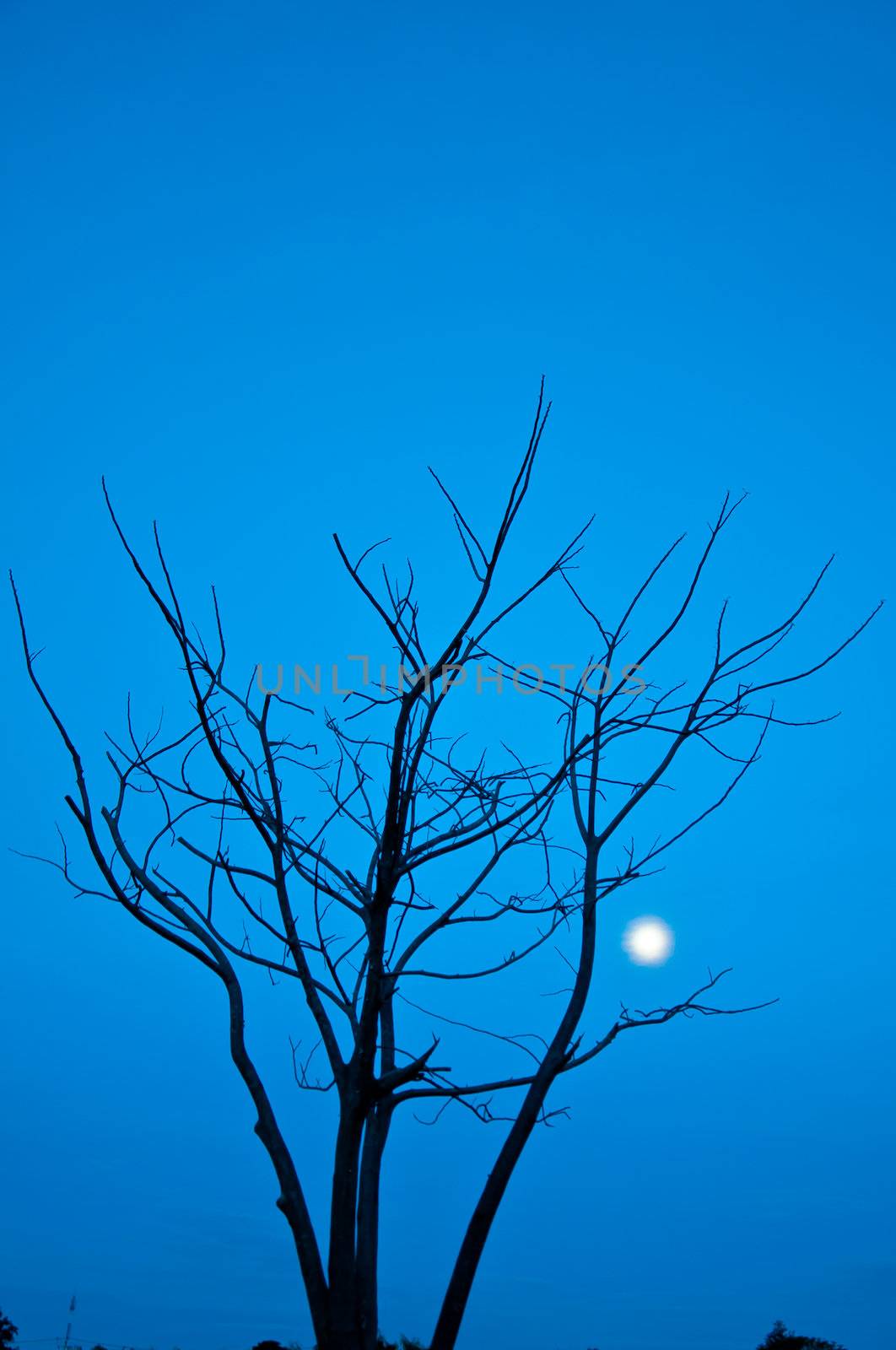 silhouette of died tree  in the morning