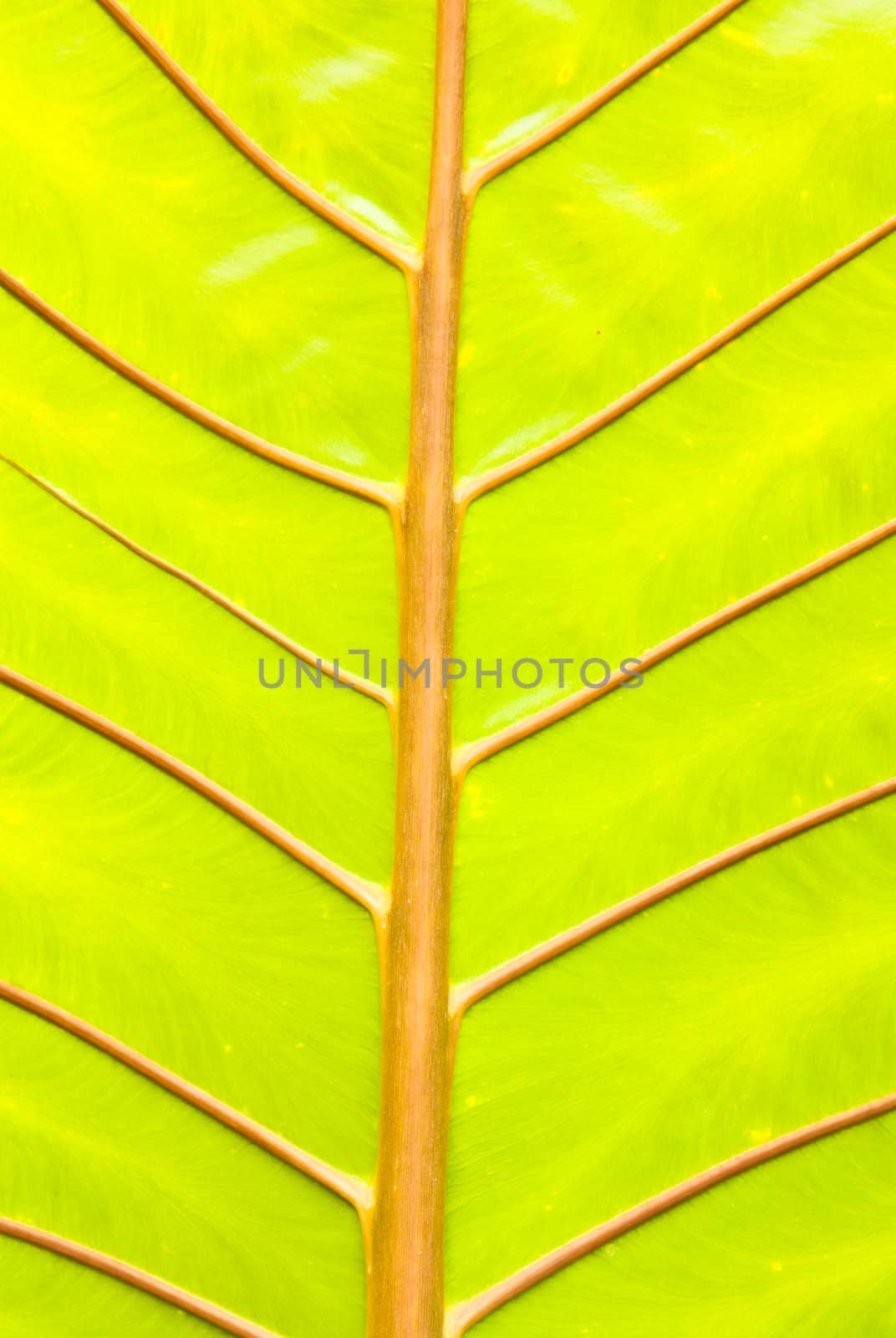 Texture of a green leaf as background