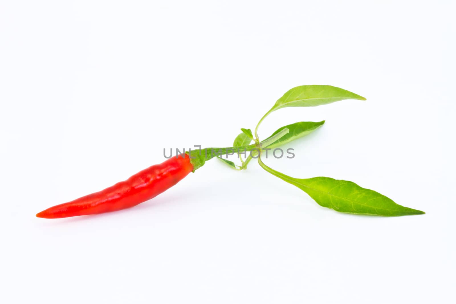 chili pepper isolated on a white background