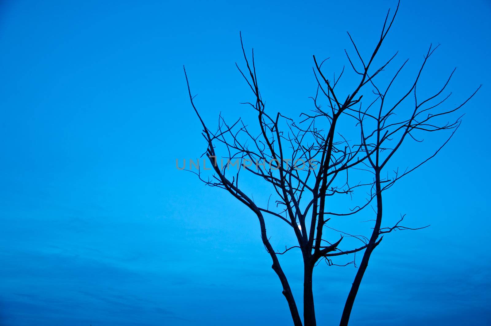 silhouette of died tree  in the morning