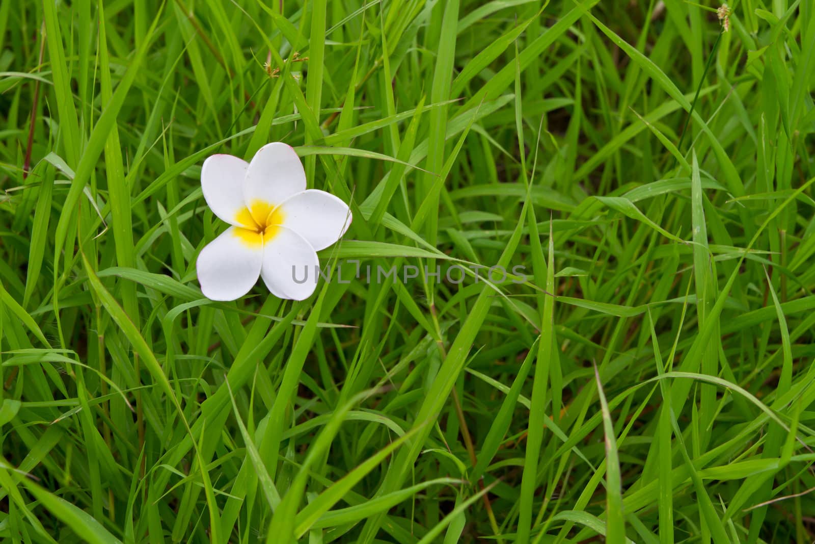 White plumeria on green grass can use as background