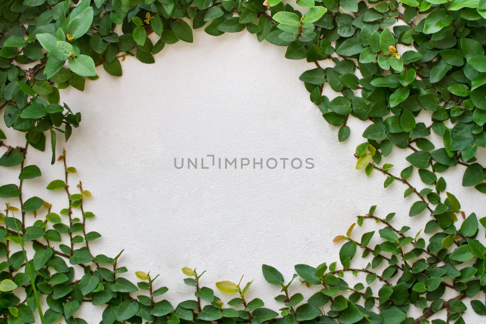 Green creeper plant on white wall can use as background