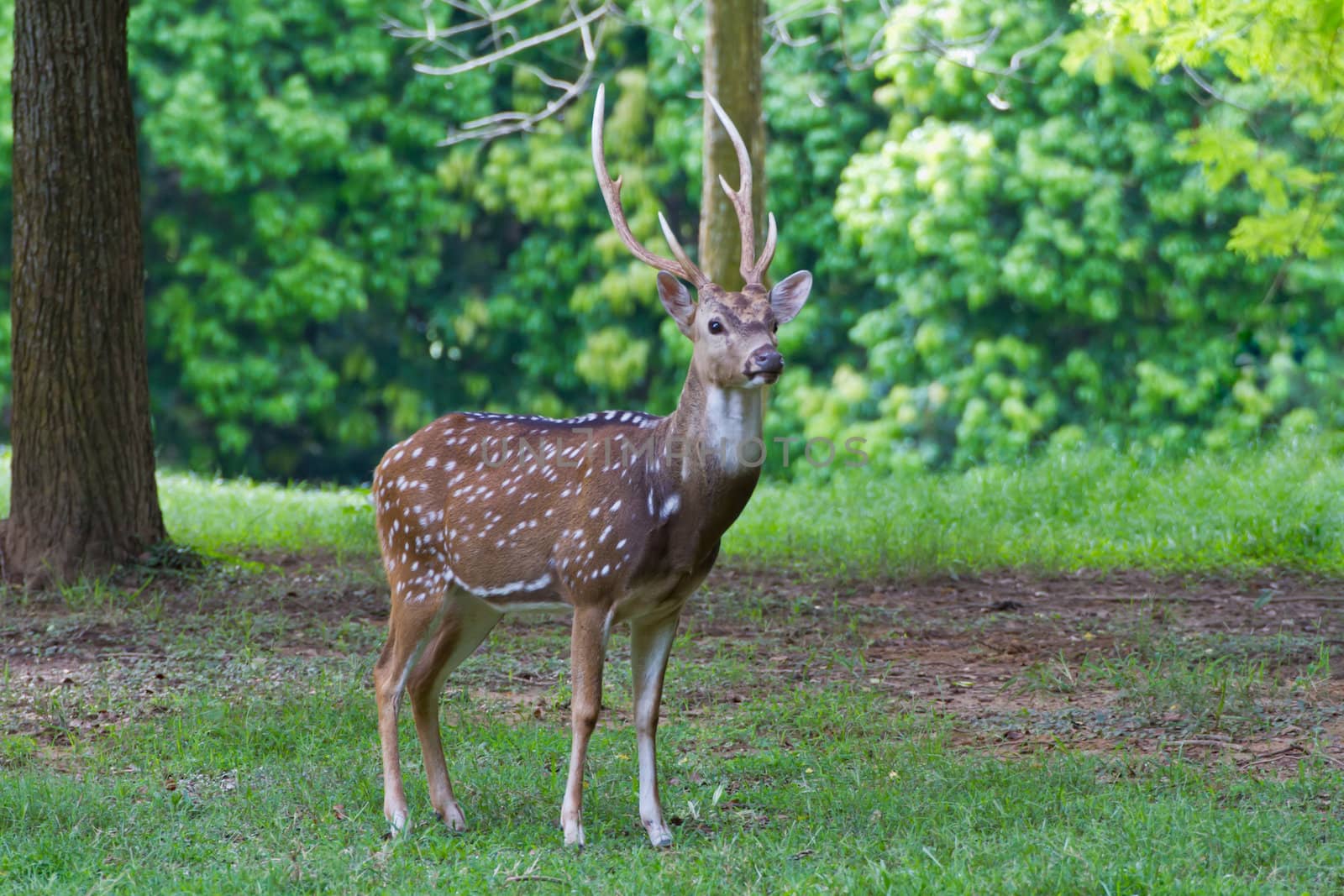 Male Spotted Deer in the farm