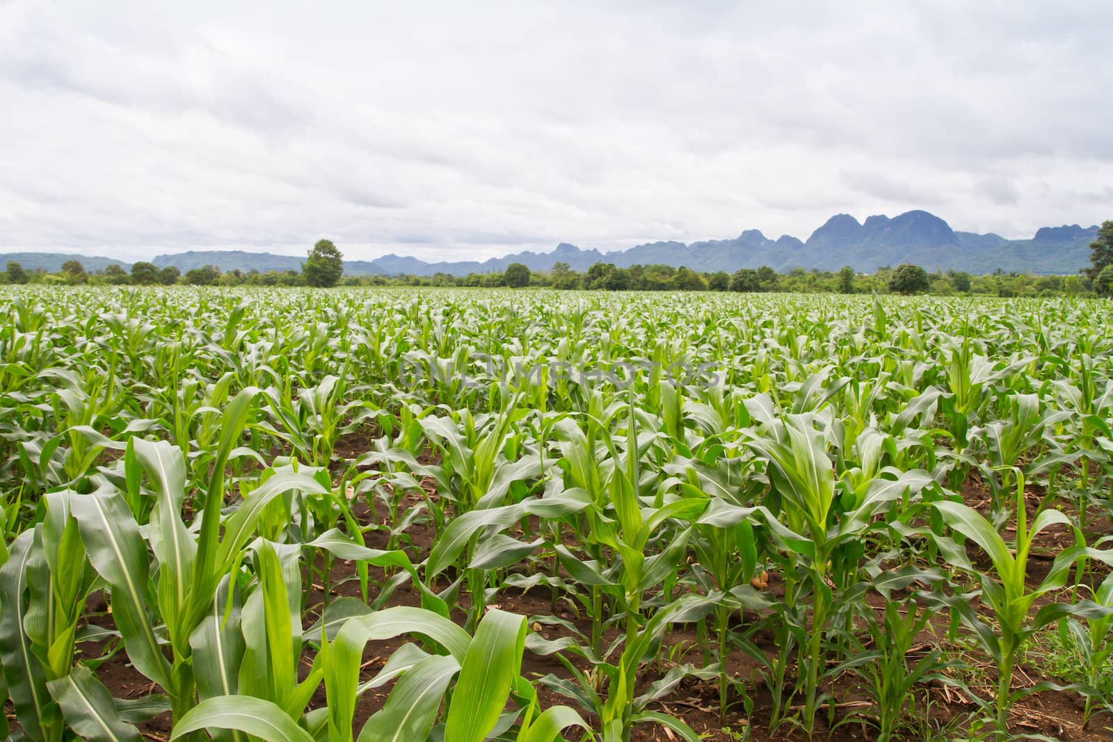 Corn farm in agribusiness area of thailand