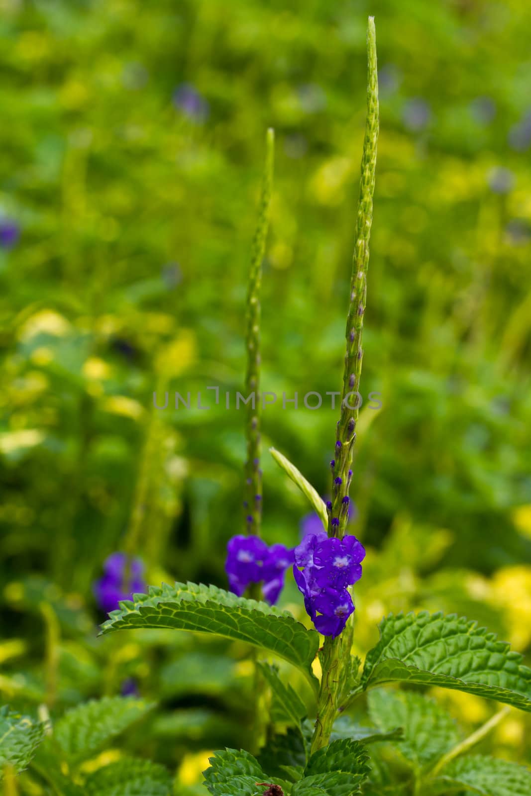 Purple flower in the garden