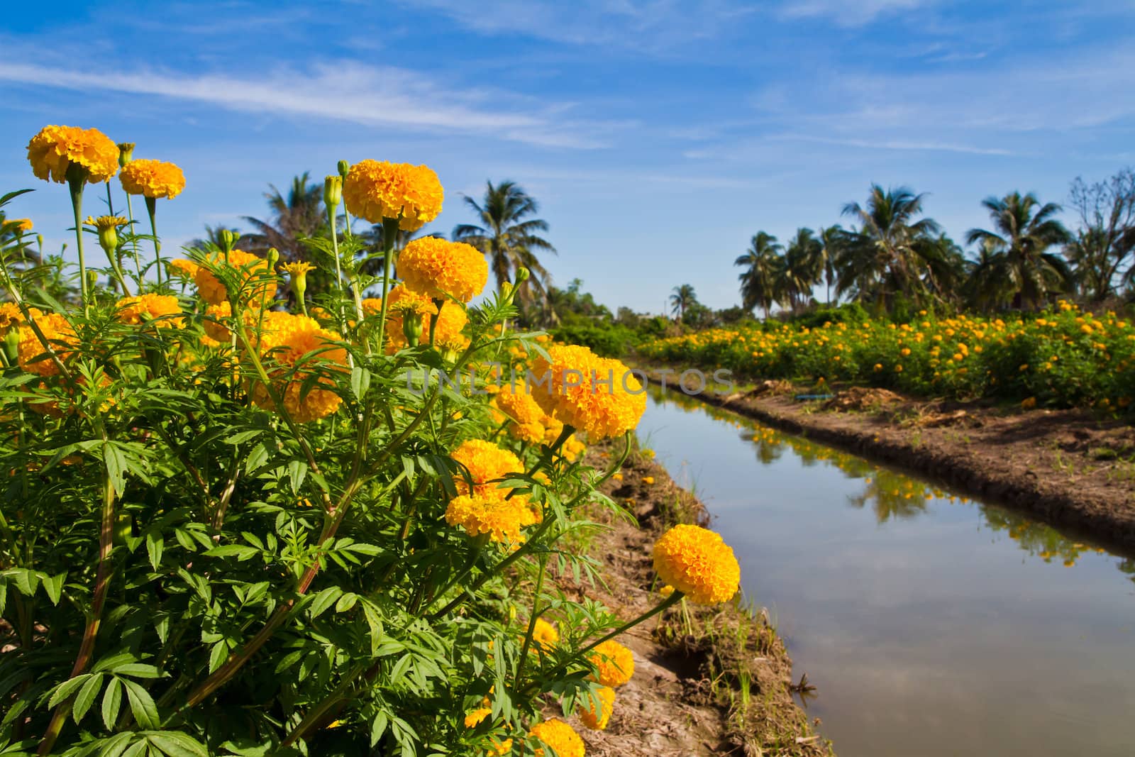 Marigold farm and blue sky in the business area of thailand