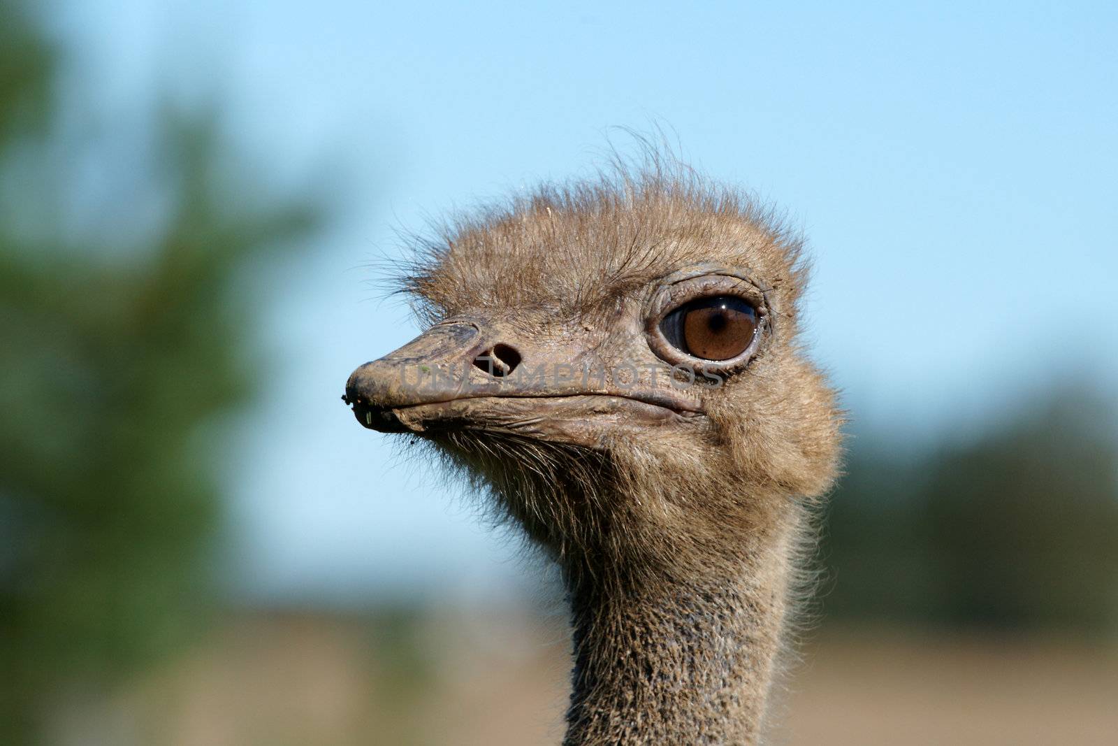 Portrait of an adult ostrich close up