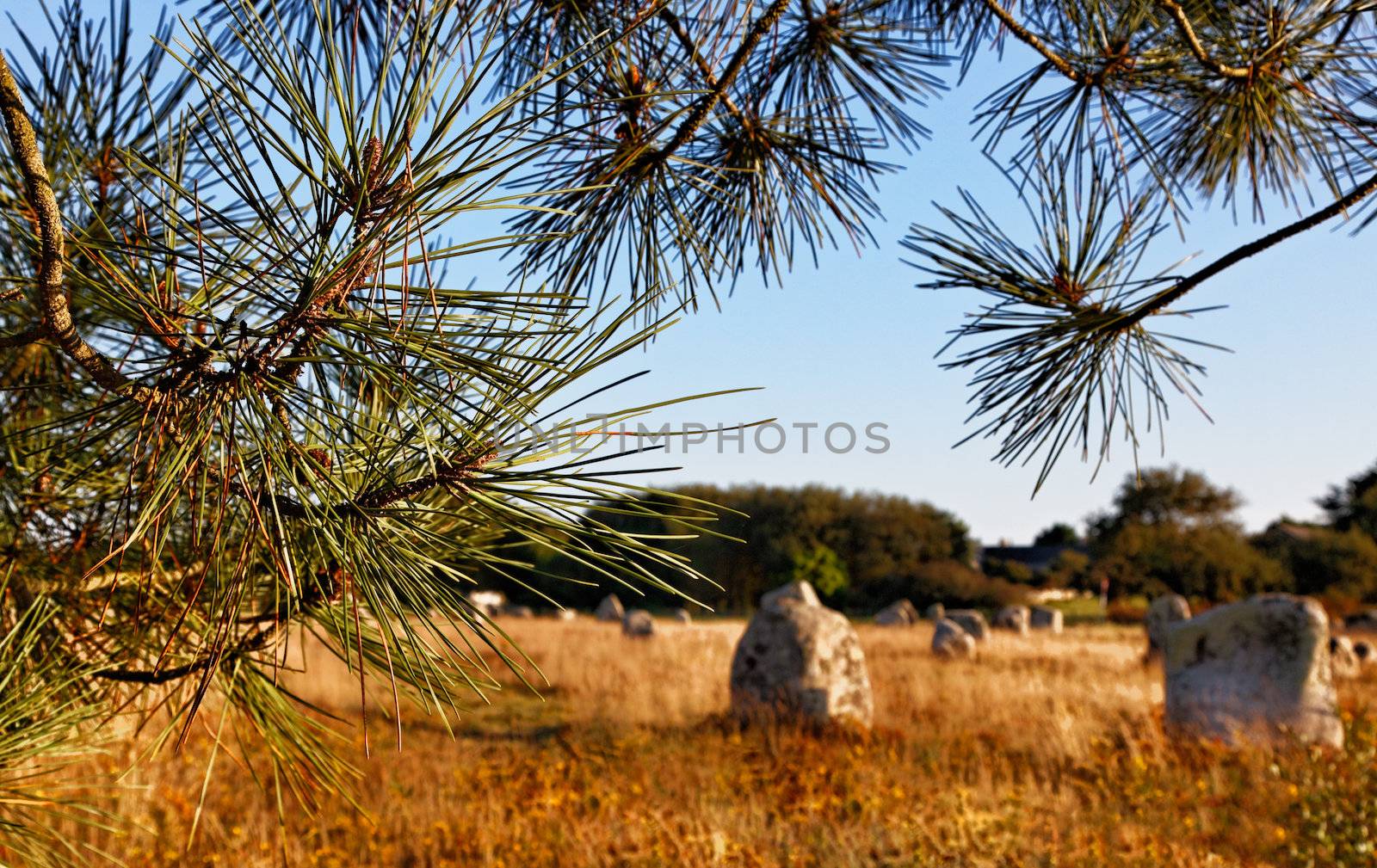 Image at the dusk of megalithic monuments menhirs ,framed by some pine branches, in Carnac,  Brittany in nortwest of France. The focus is selective on the tree.