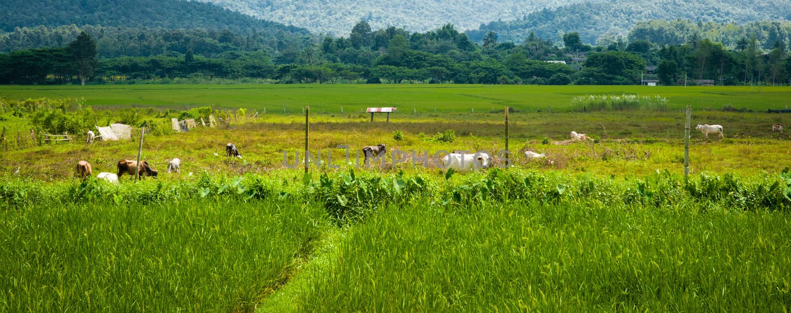 Thai cow in green field of countryside in thailand