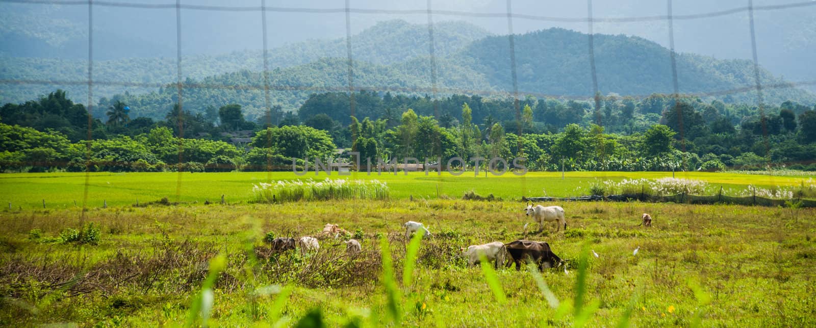 Thai cow in green field of countryside in thailand