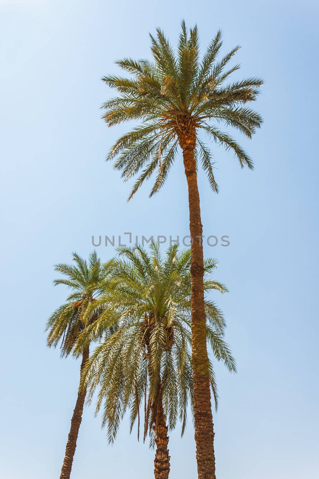 Palm trees on the beach in Egypt on the Red Sea