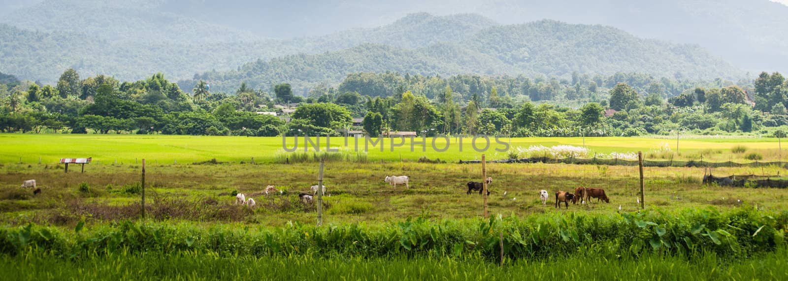 Thai cow in green field of countryside in thailand