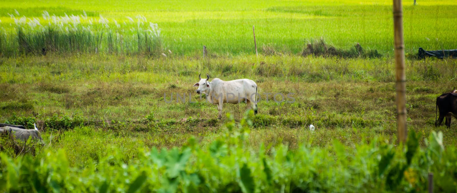 Cow in green field  by moggara12