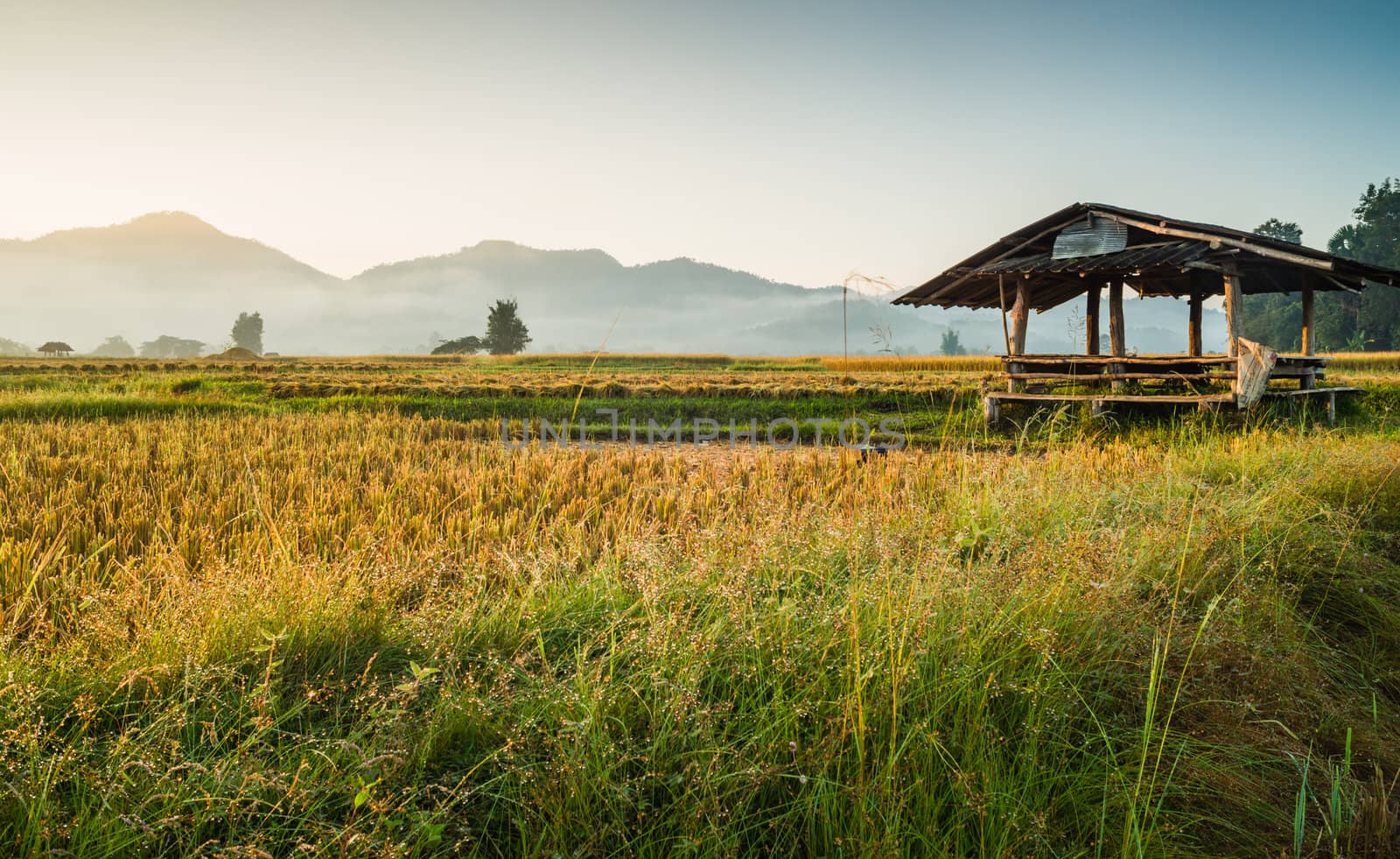 hut in rice field in morning time in thailand