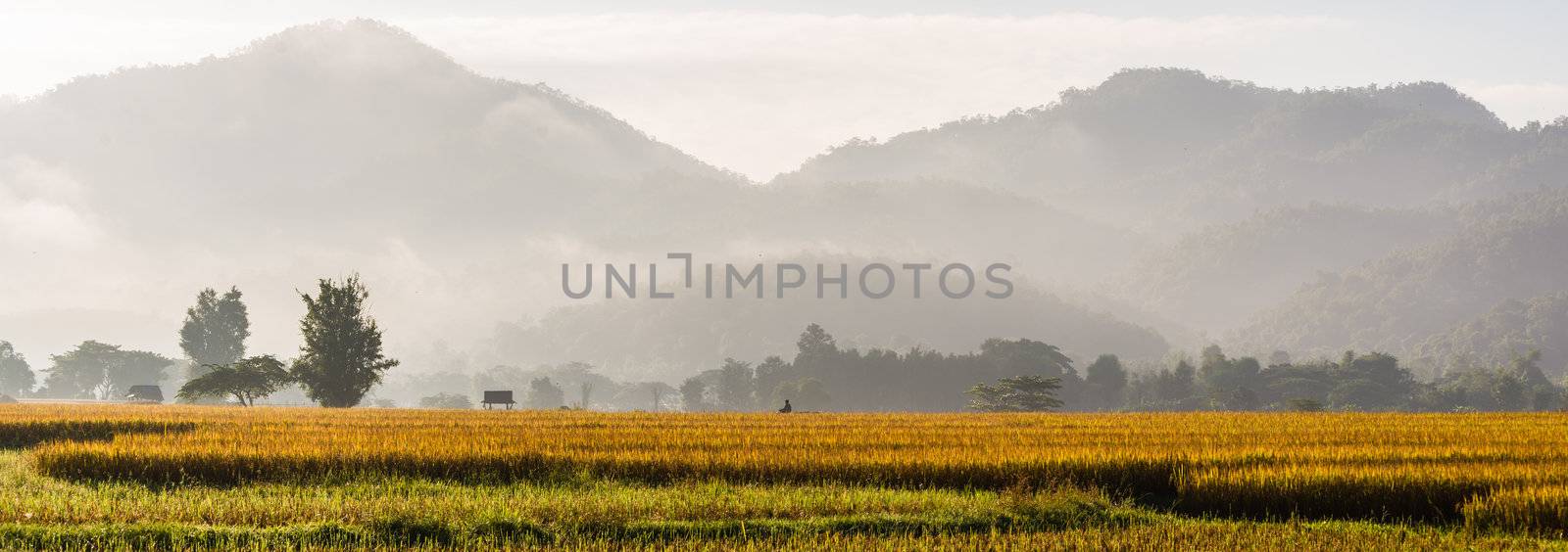 panorama of rice field in morning time in thailand