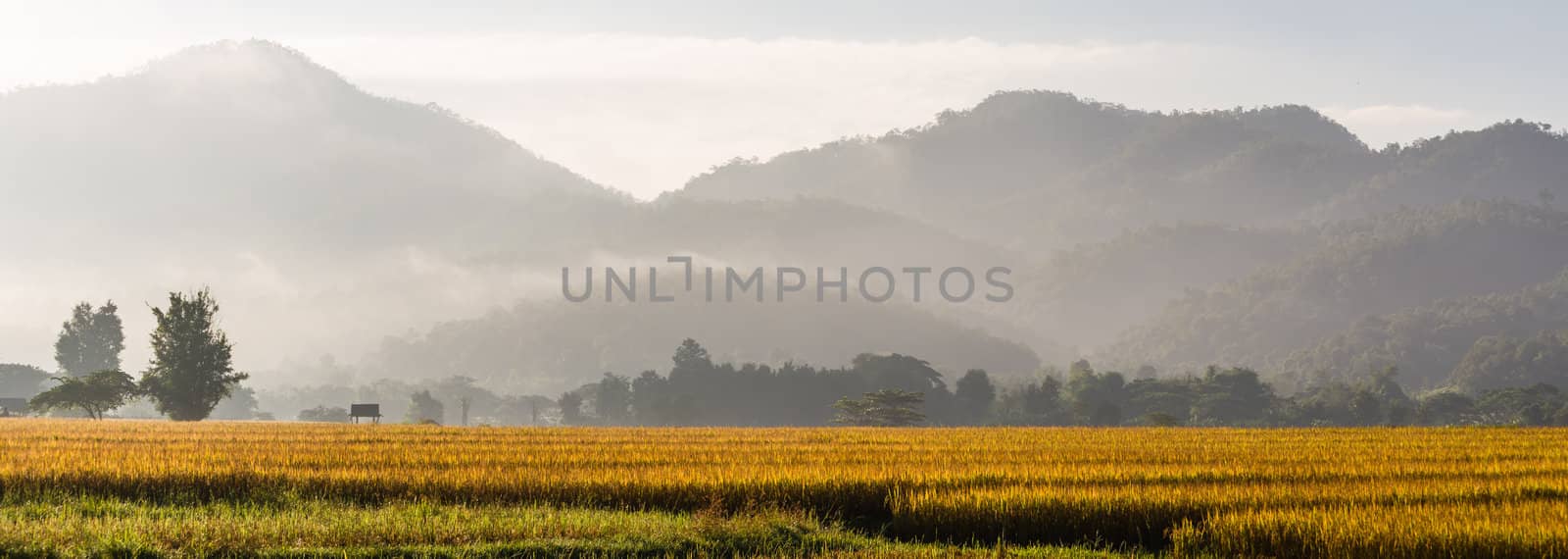 panorama of rice field  by moggara12