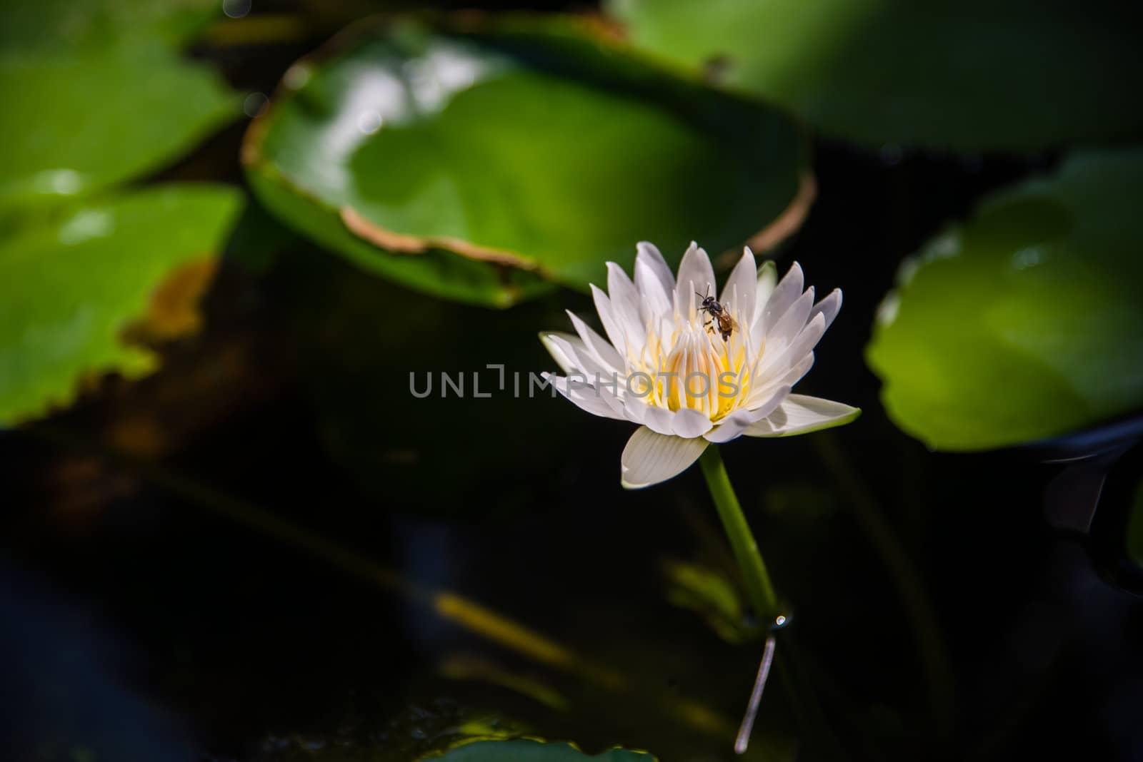 Pink lotus bloom on water with bee in the pond