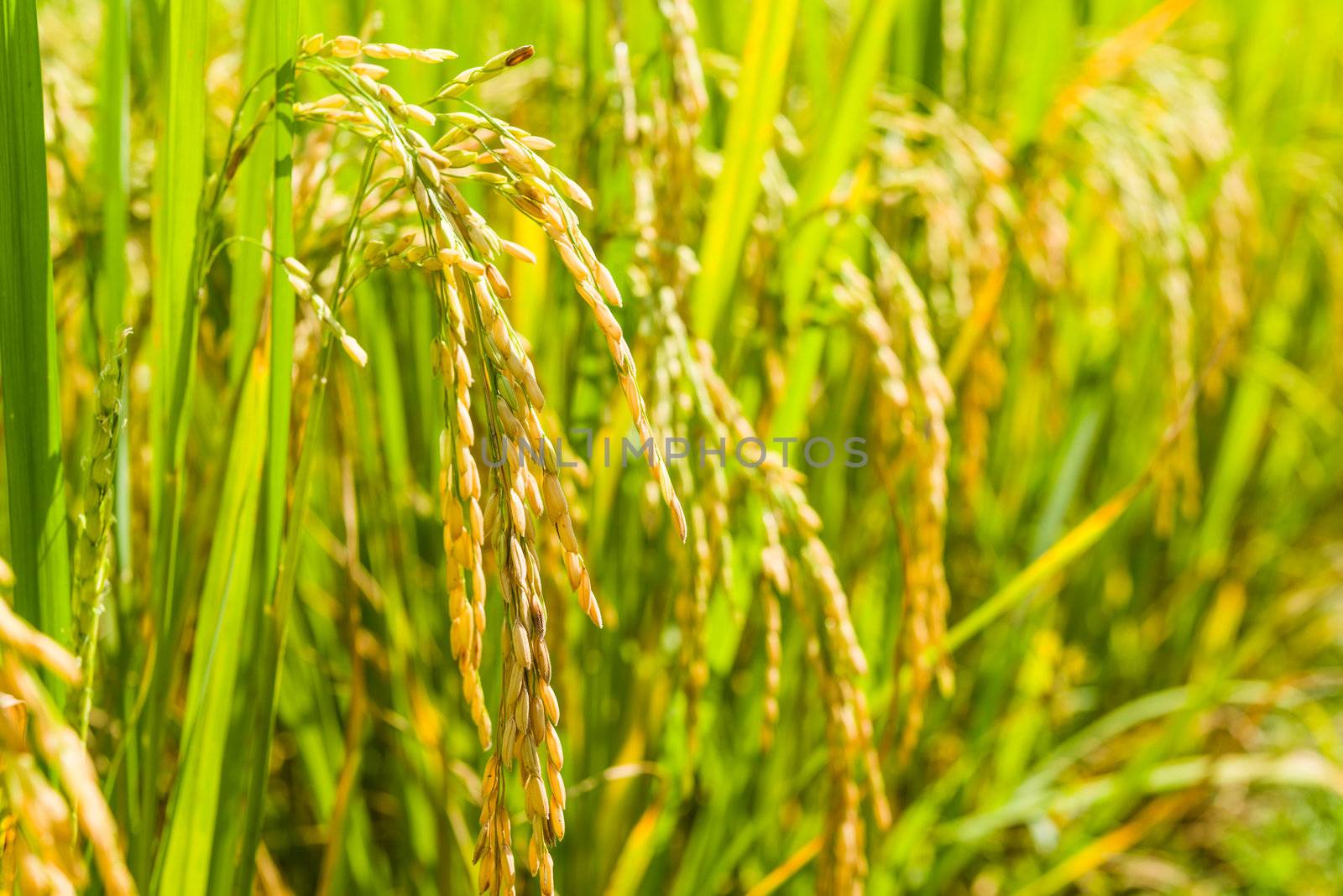 close up paddy rice in filed of thailand