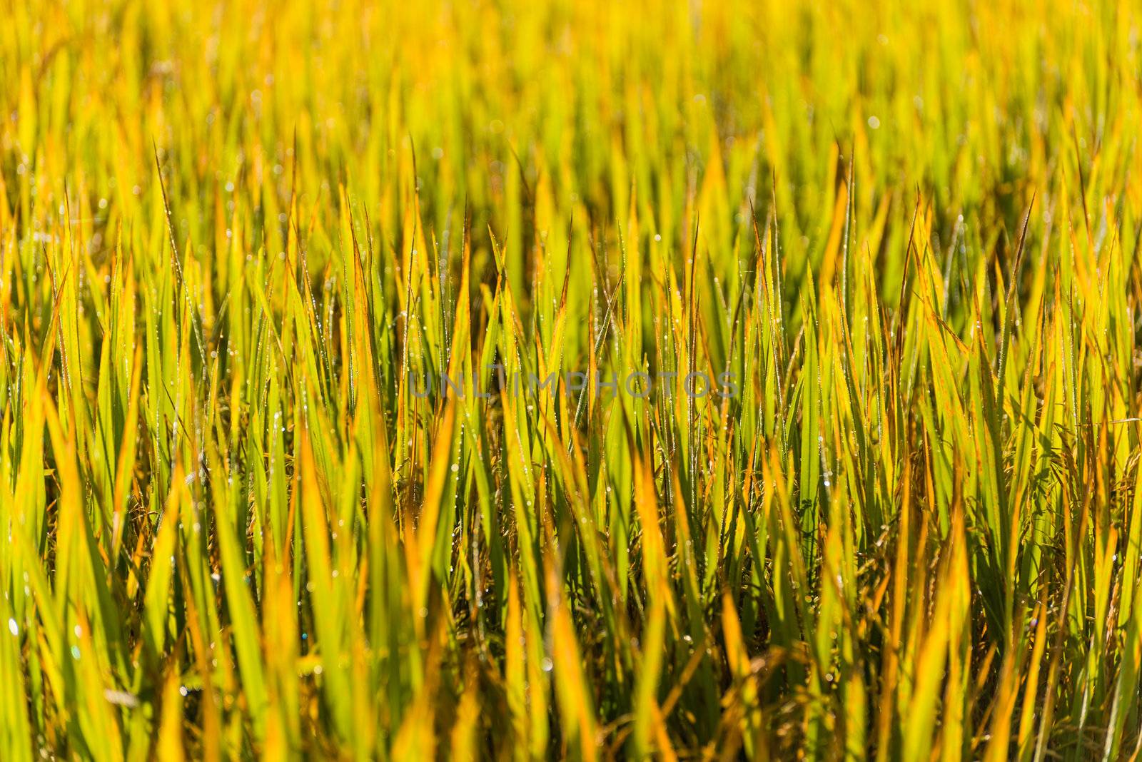 close up green leaf of paddy rice in filed of thailand