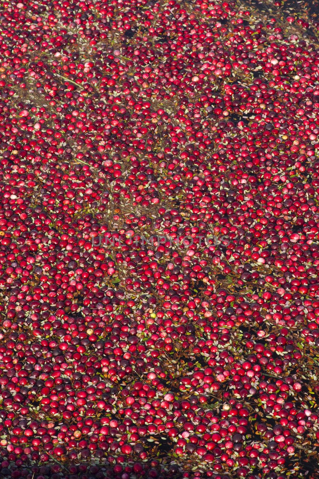 Cranberries still in the Bog headed for the back of the truck