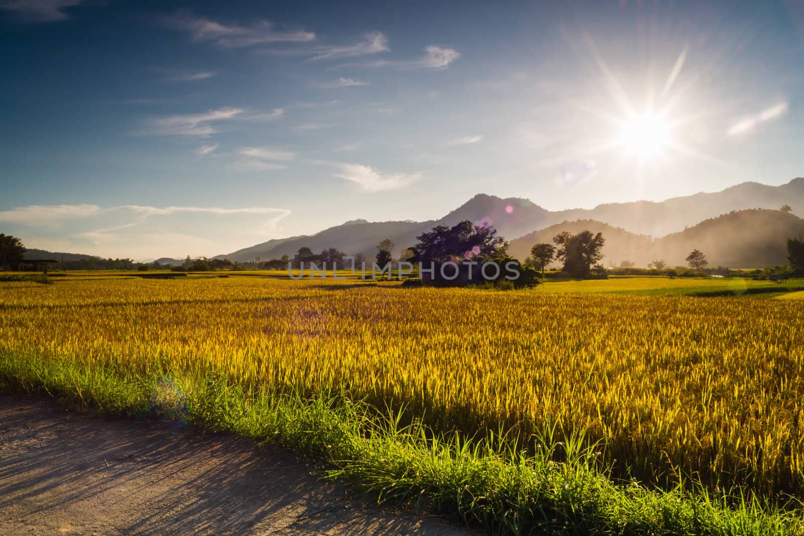 Sunset behind the mountains in the rice field by moggara12